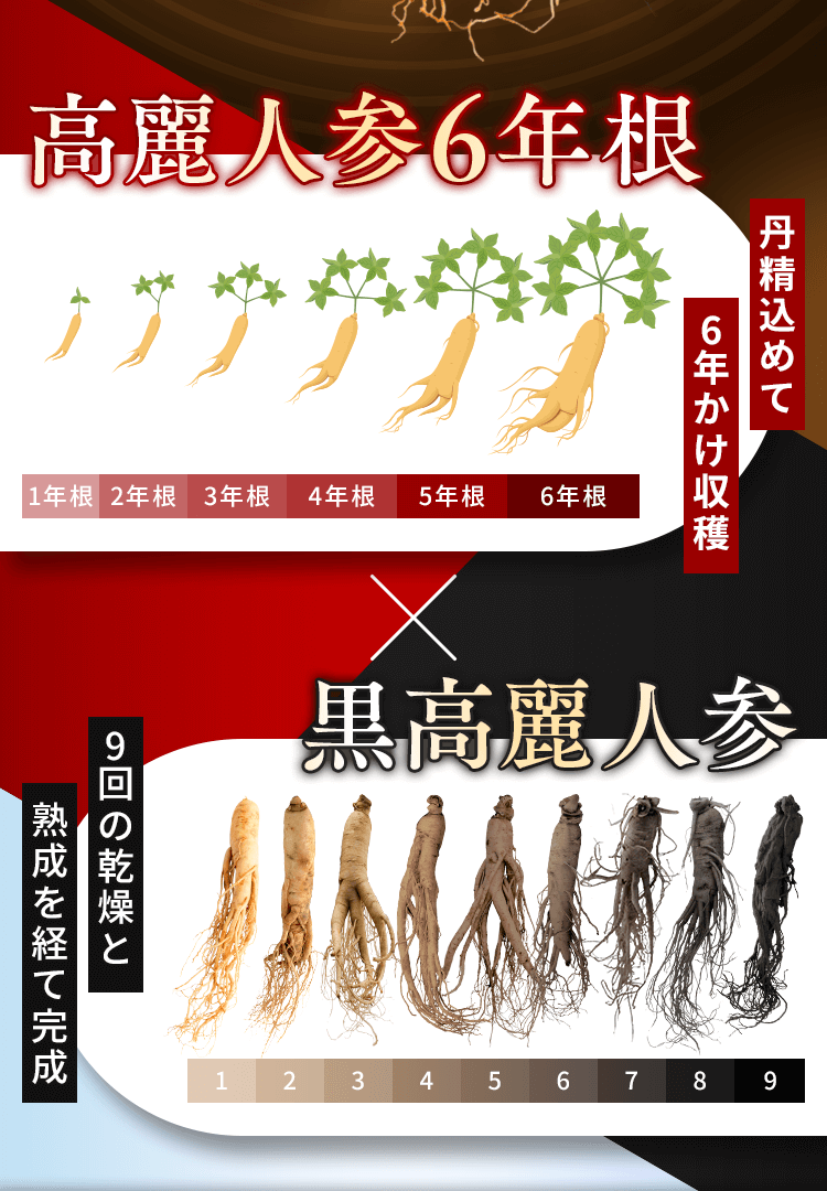 高麗人参6年根×黒高麗人参