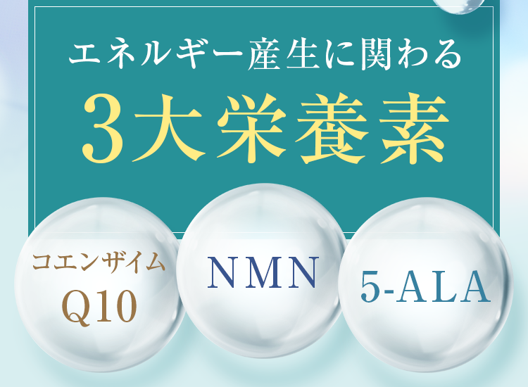 エネルギー産生に関わる3大栄養素