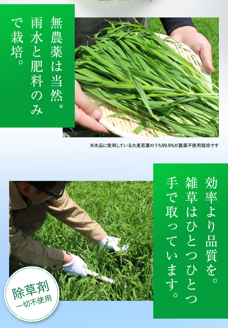 無農薬は当然※雨水と肥料のみで栽培。効率より品質を。雑草はひとつひとつ手で取っています。