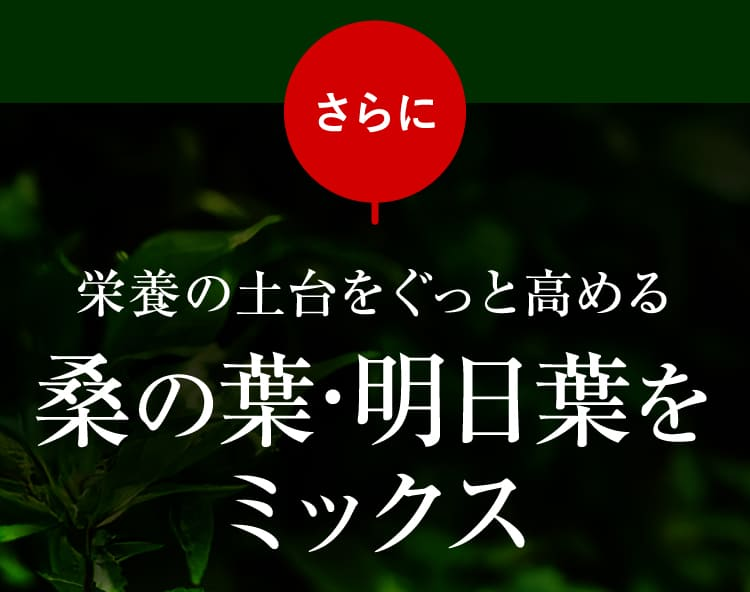 桑の葉・明日葉をミックス